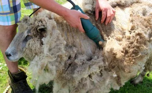 В Калмыкии острижено уже около 850 тыс. овец, или 91% поголовья