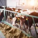 Карантин по лейкозу крупного рогатого скота ввели в двух районах Калмыкии