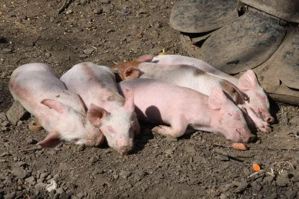 В Калмыкии обнаружили трупы свиней