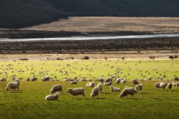 В Калмыкии начали пересчет поголовья коров и овец
