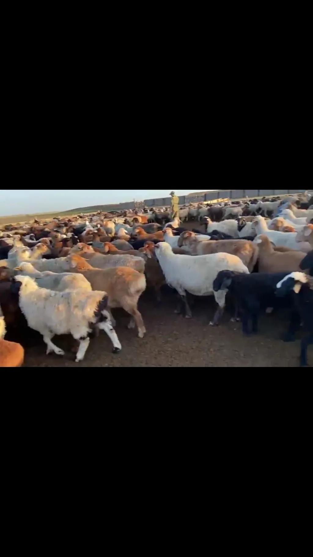 баранчики,ярки,овцы! в Элисте и Республике Калмыкия