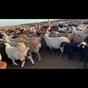 баранчики,ярки,овцы! в Элисте и Республике Калмыкия